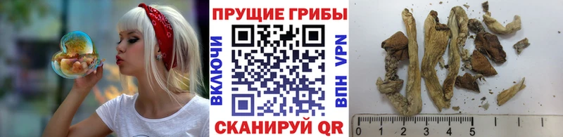 маркетплейс Telegram  Донской  Псилоцибиновые грибы Cubensis  магазин продажи  